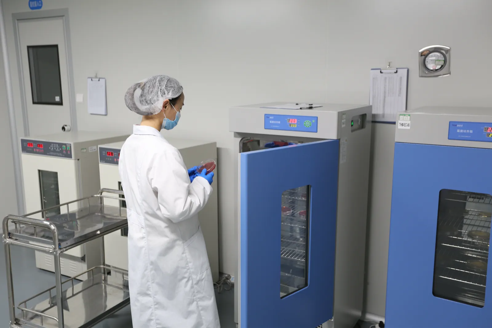 Quality-control technician performing microbiological testing beside laboratory incubators